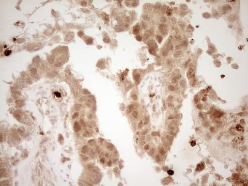 Monoclonal Mouse anti-Human PRTN3 / Myeloblastin Antibody (clone 5B8, Carrier-free, aa28-248, IHC)