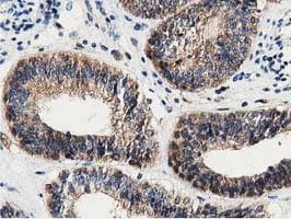 DNAJA2 Antibody (clone OTI3H10)