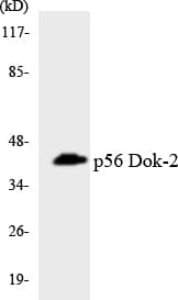 DOK2 Antibody (aa292-341)