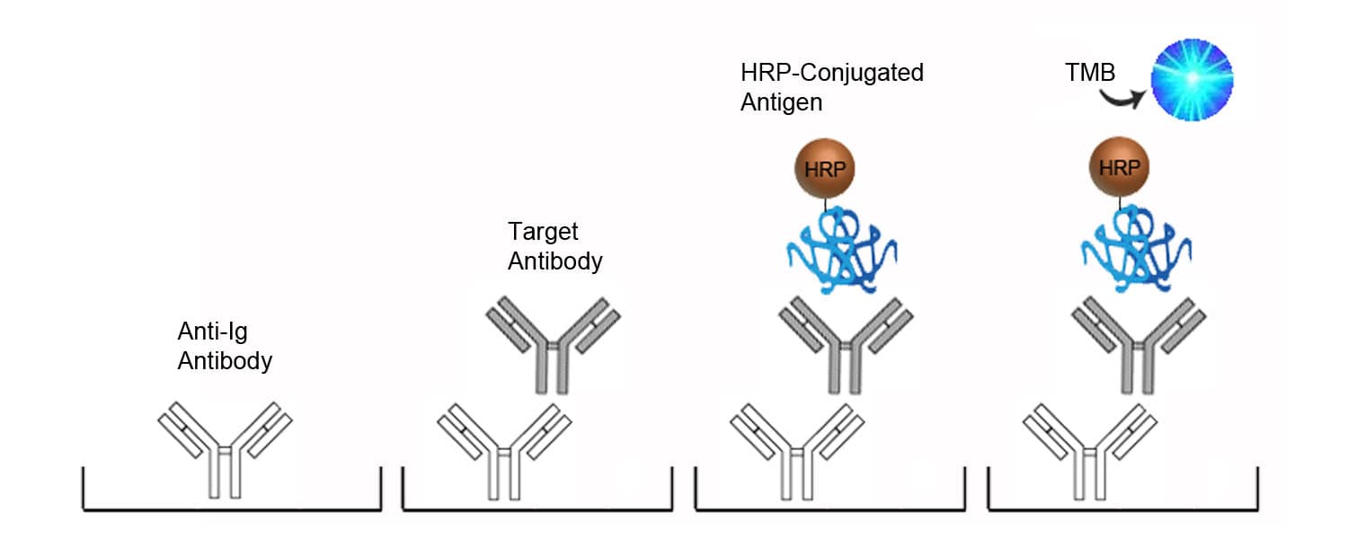 Human Anti-CMV / Cytomegalovirus antibody (IgM) ELISA Kit (Direct ELISA)