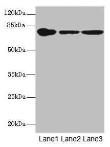 FZD3 / Frizzled 3 Antibody