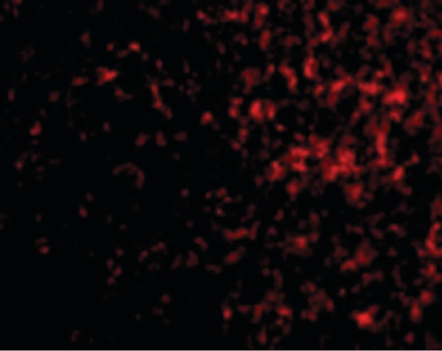 IHC-plus™ AVEN / PDCD12 Antibody