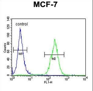 Polyclonal Rabbit anti-Human DNAJA1 / HDJ2 Antibody (aa294-323, IHC, WB)