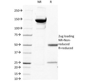 B2M / Beta 2 Microglobulin Antibody (clone C21.48A1, Azide-free, BSA-free)