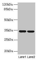 IHC-plus™ Polyclonal Rabbit anti-Human MRPL19 Antibody (aa1-292, IHC, WB)