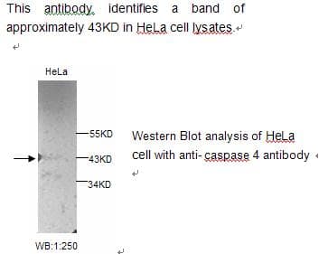 CASP4 / Caspase 4 Antibody
