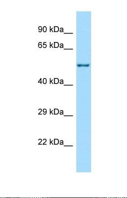 C17orf53 Antibody (aa121-170)