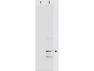 MIF Antibody