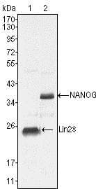 NANOG Antibody (aa20-166, clone 1E6C4)