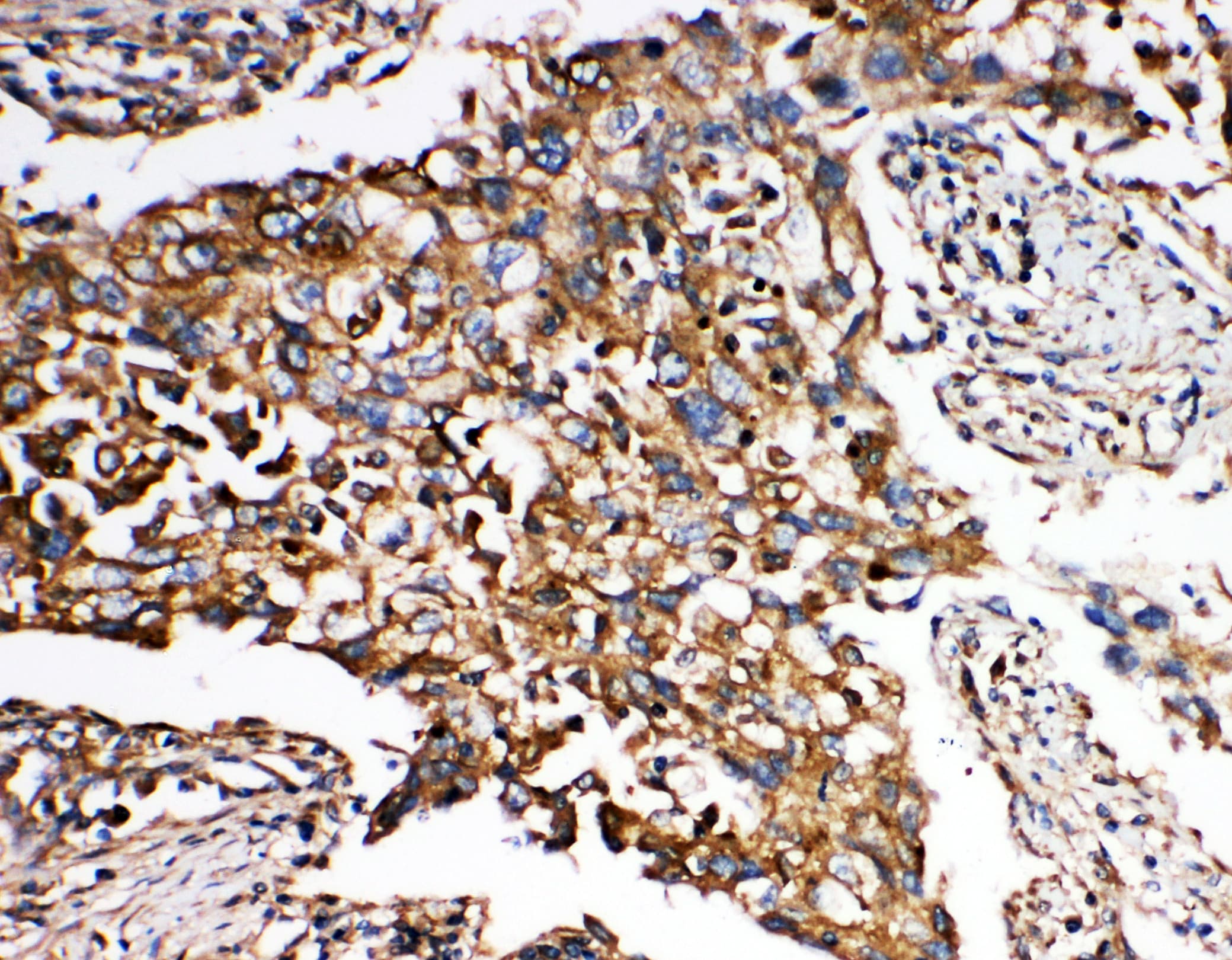 SMAD5 Antibody (aa248-267)