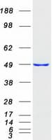 Human ETF1 / ERF1 Protein (Recombinant Myc-DDK (Flag))