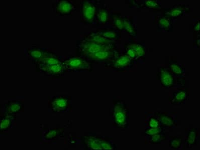 NTHL1 Antibody