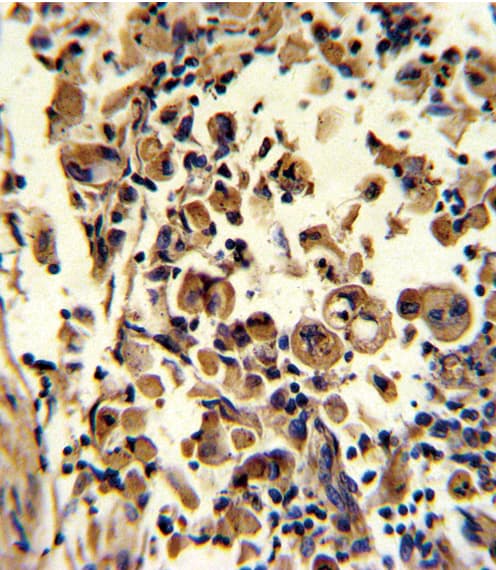 SOD3 Antibody (aa7-36)