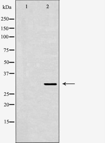 SIAH1 Antibody