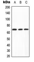PPP2R1B Antibody (C-Terminus)