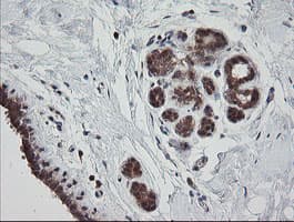 MRPS34 Antibody (clone OTI1H2)
