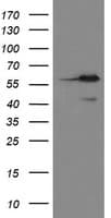 METAP2 Antibody (clone OTI1F6)