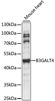 GALT4 / B3GALT4 Antibody
