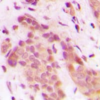 CDK8 Antibody (N-Terminus)