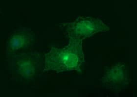 EPCAM Antibody (clone OTI1D4)