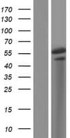 TOX2 Protein (Over-Expression Lysate Myc-DDK (Flag))