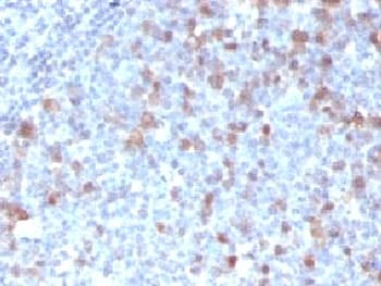 CDC20 Antibody (clone CLDC20-1)