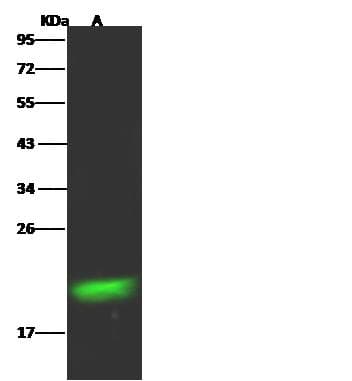 RBP4 Antibody (clone 001, Preservative Free)