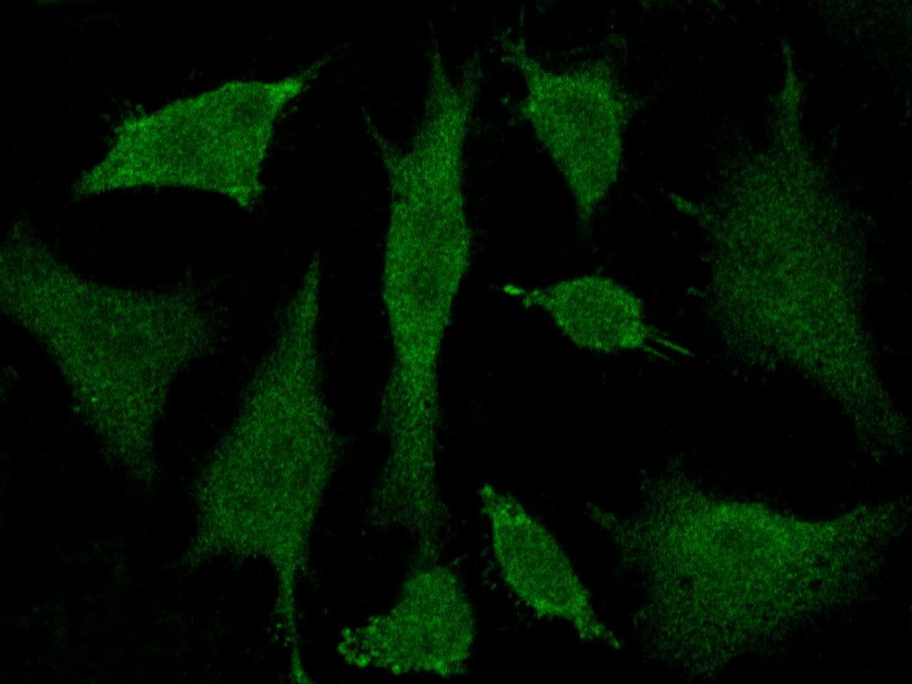 BRCC45 / BRE Antibody (Preservative Free)