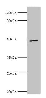 CTBP1 / CTBP Antibody (aa20-250)