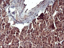 BID Antibody (clone OTI3E9)