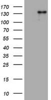 ZEB2 / SIP-1 Antibody (aa1-350, clone OTI3D8)
