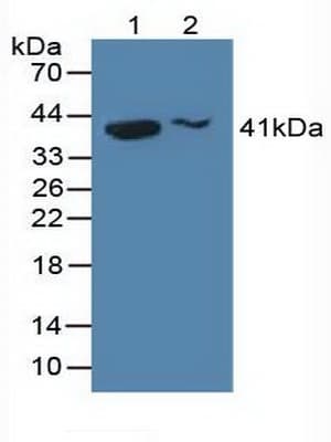 H2AFY / MACROH2A1 Antibody (aa109-369)