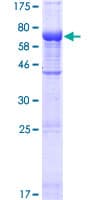 Human C10orf88 Protein (Recombinant GST)