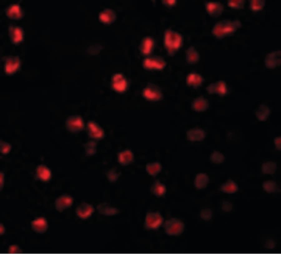 IHC-plus™ ARHGAP18 Antibody
