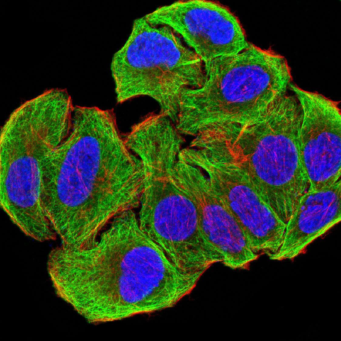 Monoclonal Mouse anti-Human ATG3 Antibody (clone 7A1D1, IHC, WB)