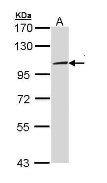 IHC-plus™ TLR3 Antibody