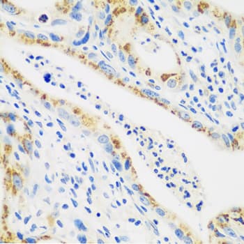 CTSG / Cathepsin G Antibody