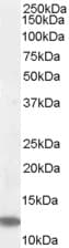 IHC-plus™ RPS27 / Ribosomal Protein S27 Antibody (aa2-14)