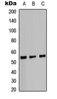 IRF3 Antibody (C-Terminus)