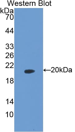 PIN1 Antibody (aa2-165, PE)
