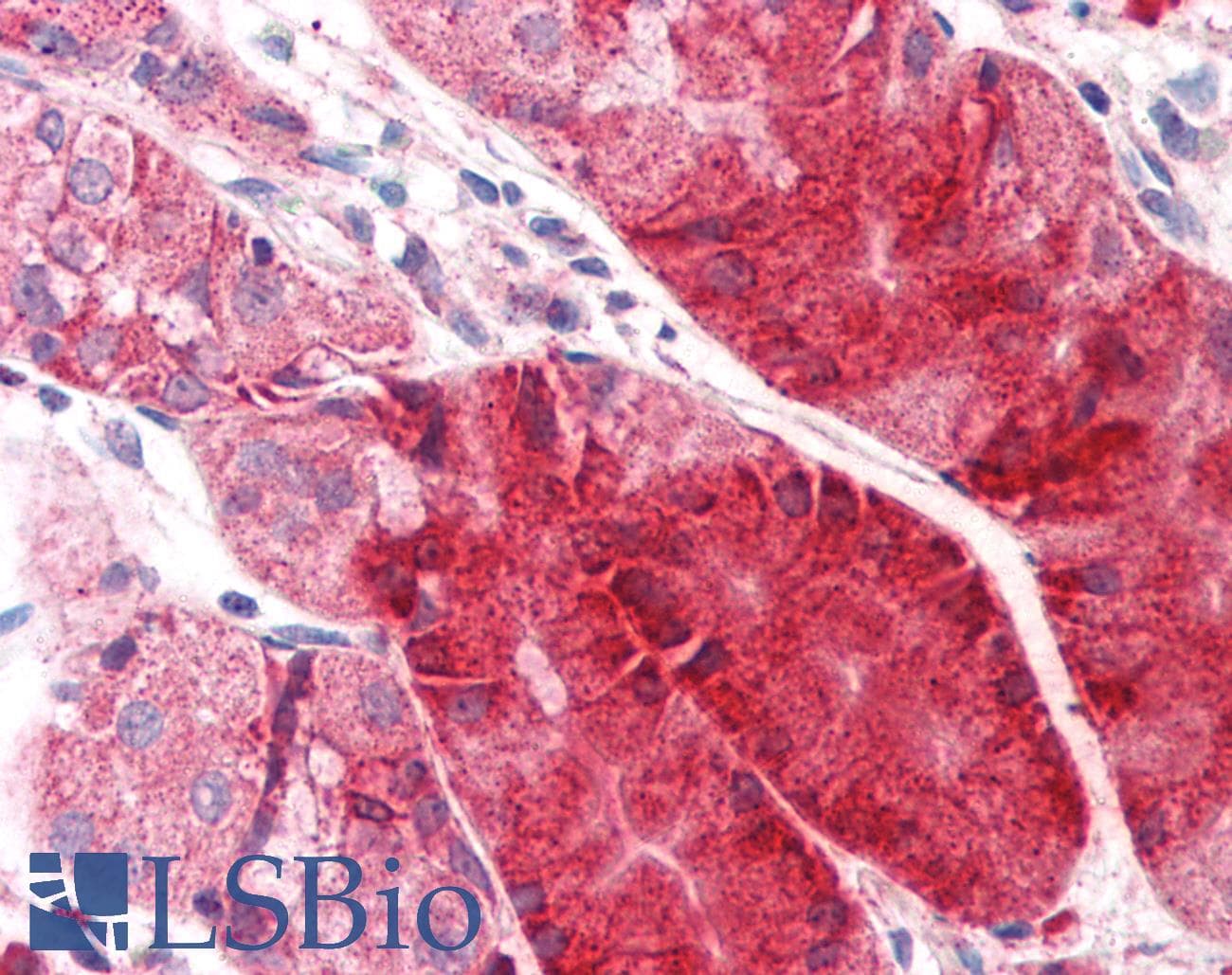 IHC-plus™ C14orf1 Antibody (C-Terminus)