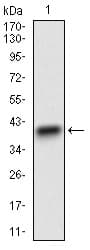 Monoclonal Mouse anti-Human CD22 Antibody (clone 1A3A11, aa621-725, IF, WB)