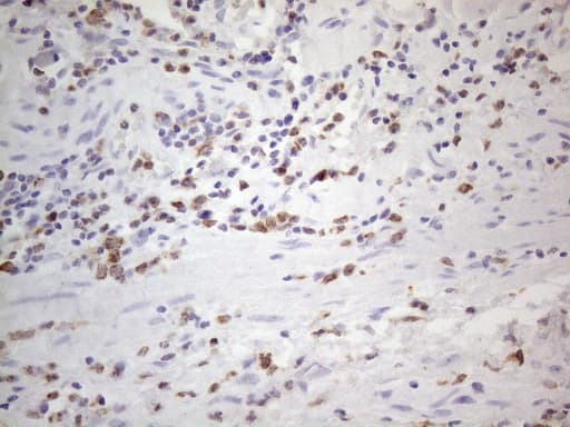 APOBR / APOB48R Antibody (aa780-1088, clone OTI1B5, Carrier-free)