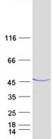 Human RALYL Protein (Recombinant Myc-DDK (Flag))
