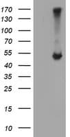 APMAP / C20orf3 Antibody (clone OTI1D5)