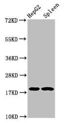 H1F0 Antibody