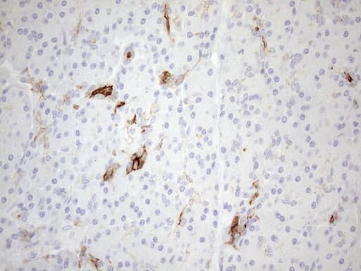 Monoclonal Mouse anti-Human CPM / Carboxypeptidase M Antibody (clone OTI7C1, aa124-423, IHC, WB)