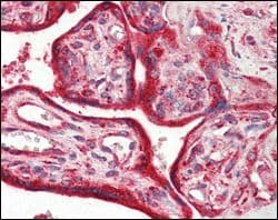 Monoclonal Mouse anti-Human CALR / Calreticulin Antibody (clone 1G6A7, EEEDVPGQAKDELC, IHC, IF, WB)