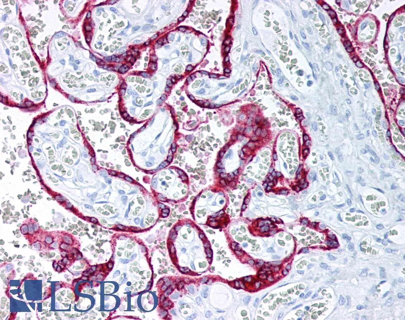 PathPlus™ Monoclonal Mouse anti-Human GH / Growth Hormone Antibody (IHC)