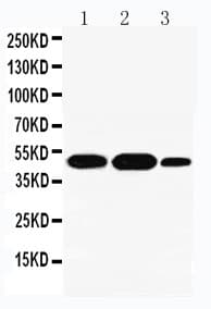 IDO2 / INDOL1 Antibody (aa1-20)